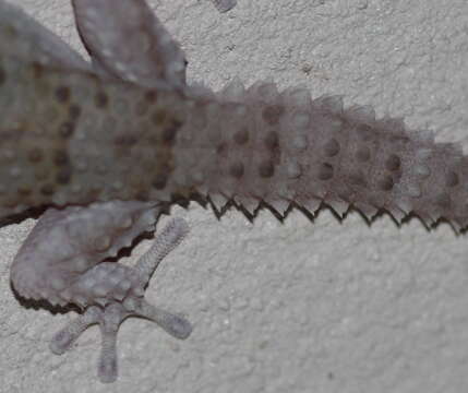 Image of Bibron's Thick-toed Gecko