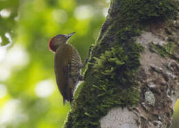 Image of Rufous-winged Woodpecker