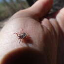 Image of Kangaroo tick