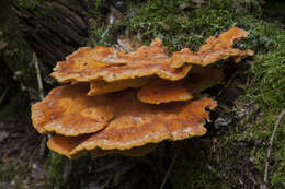 Image of Laetiporus