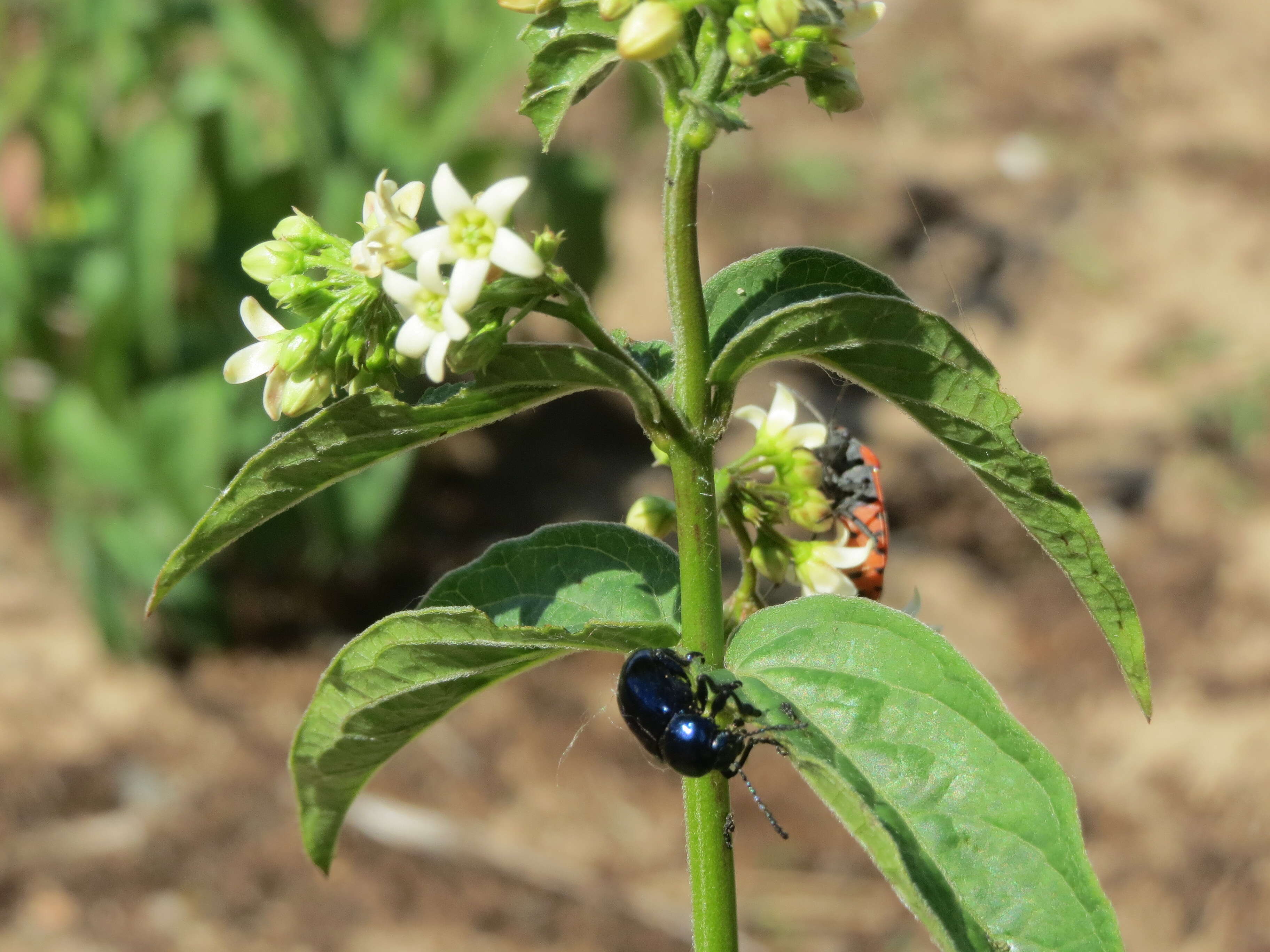 Image of common vincetoxicum