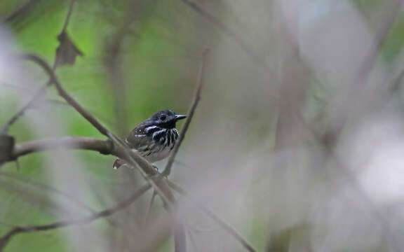 Image of Dot-backed Antbird