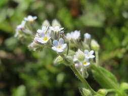 Слика од Myosotis arvensis (L.) Hill