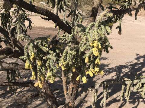 Image of Kelvin pricklypear