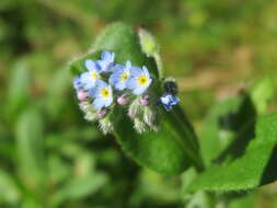 Слика од Myosotis arvensis (L.) Hill