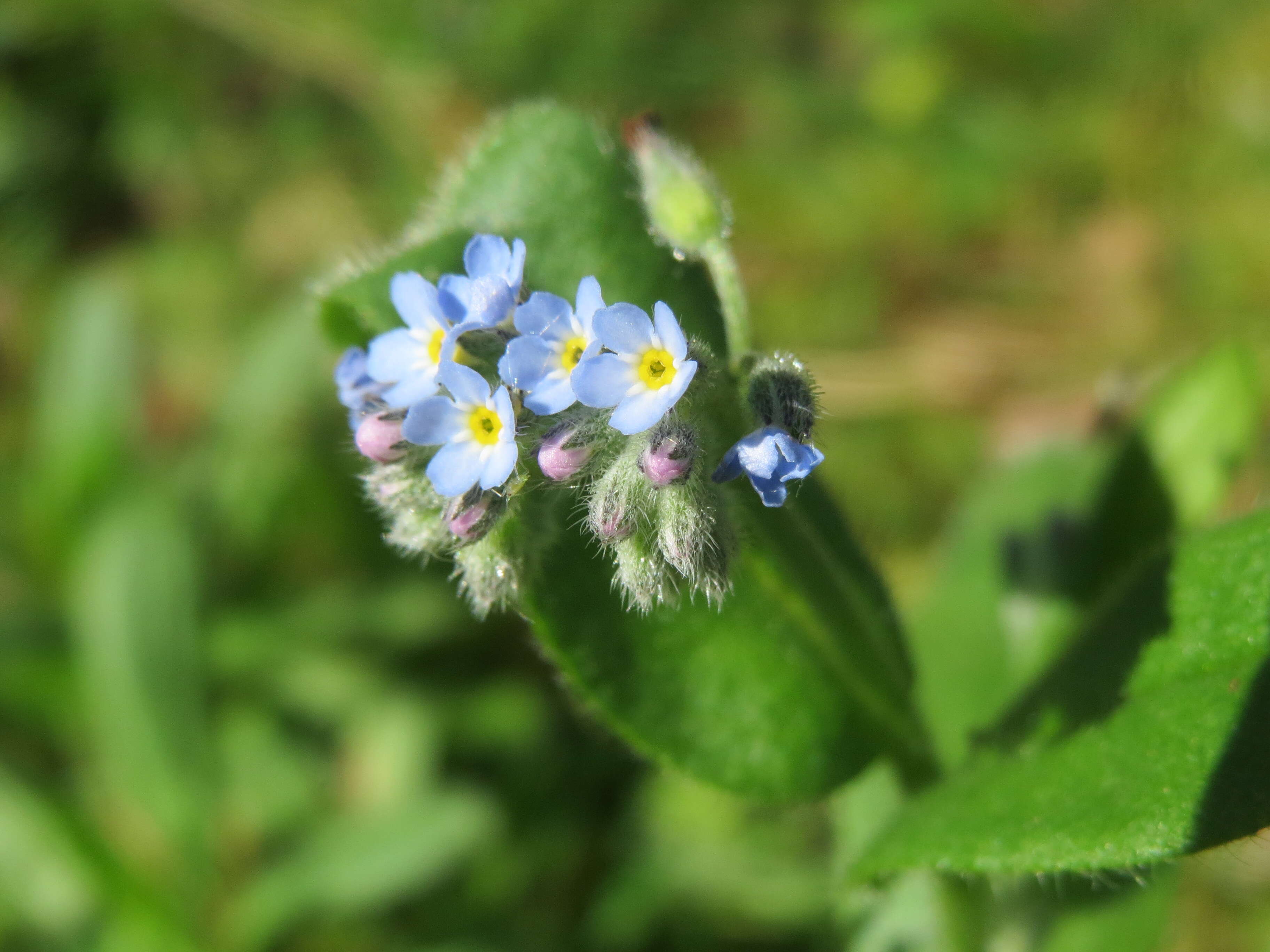 Слика од Myosotis arvensis (L.) Hill