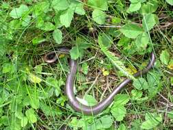 Image of Slow worm