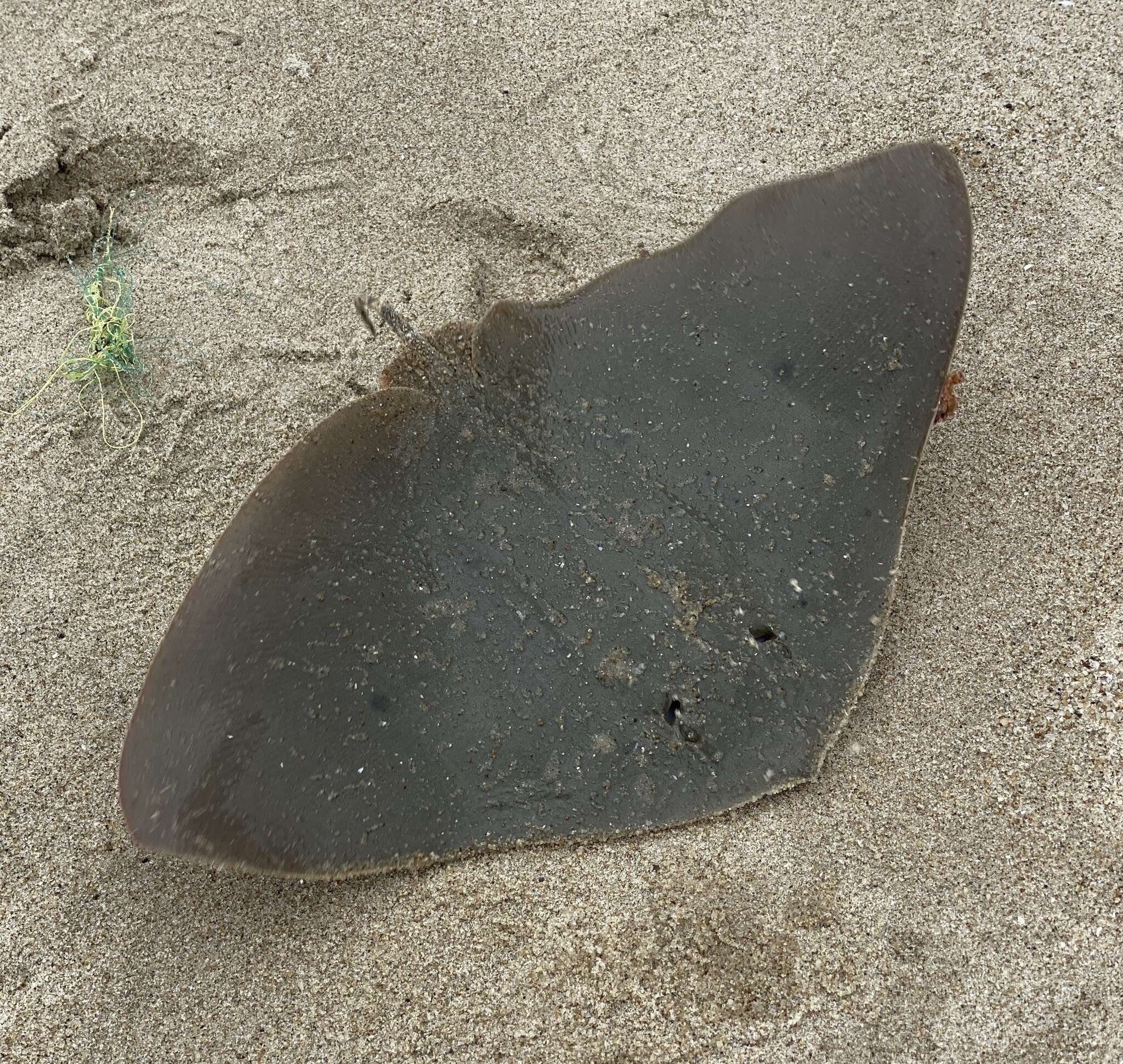 Image of Japanese Butterfly Ray