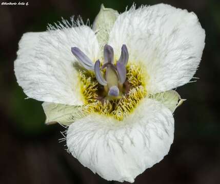 Image of <i>Calochortus ownbeyi</i>