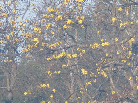 Image of silk-cotton tree