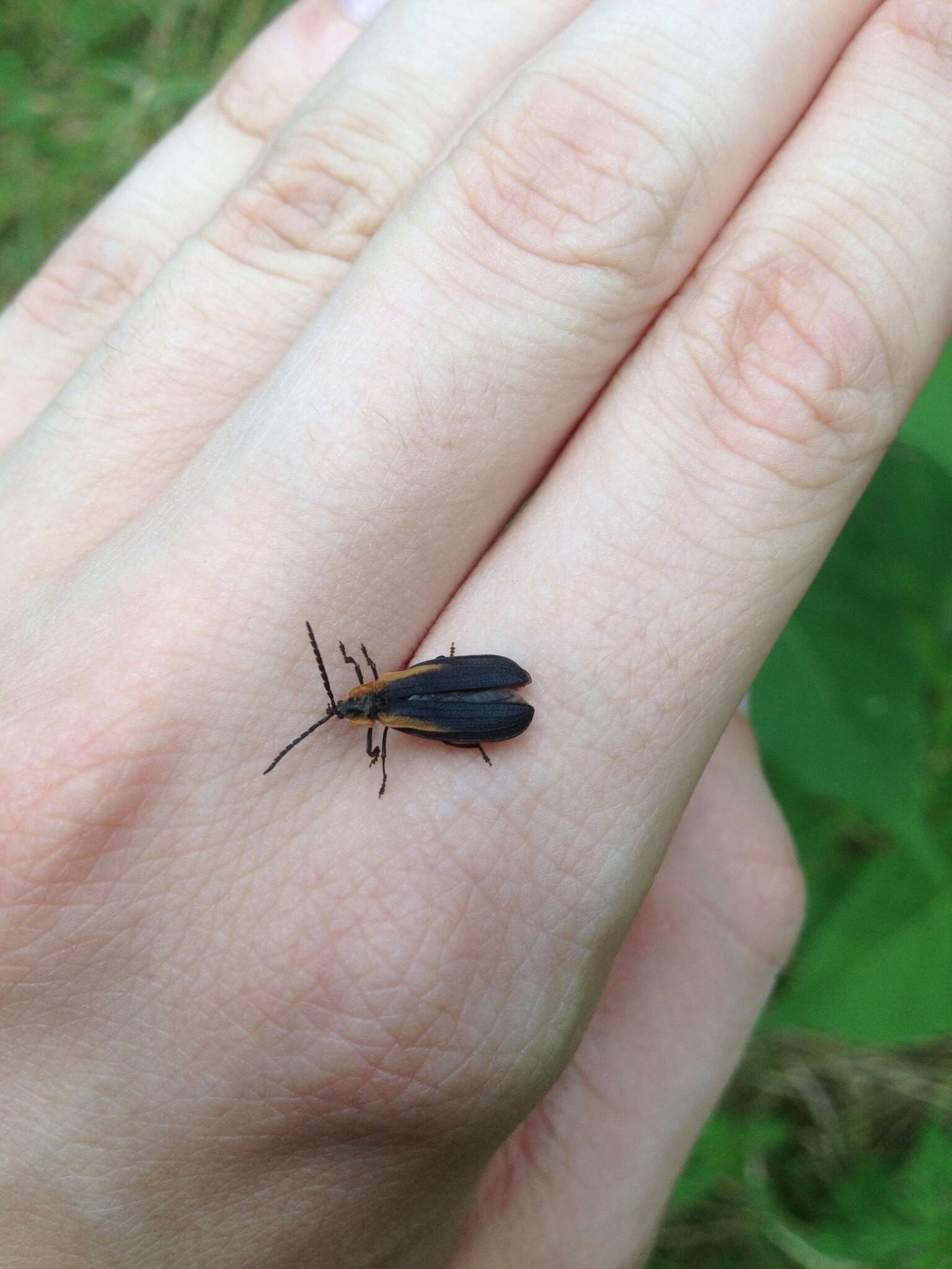 Sivun Lyconotus lateralis (Melsheimer 1846) kuva