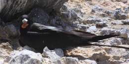 Image of Ascension Frigatebird