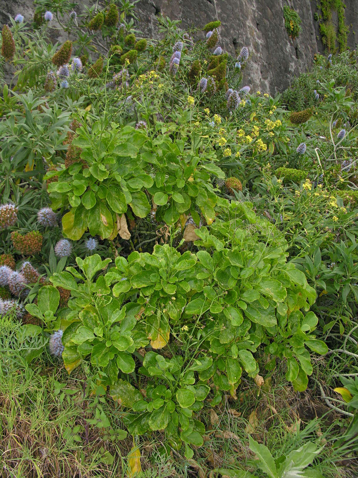 Image de Sinapidendron rupestre Lowe