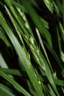 Image of Hitchcock's sedge