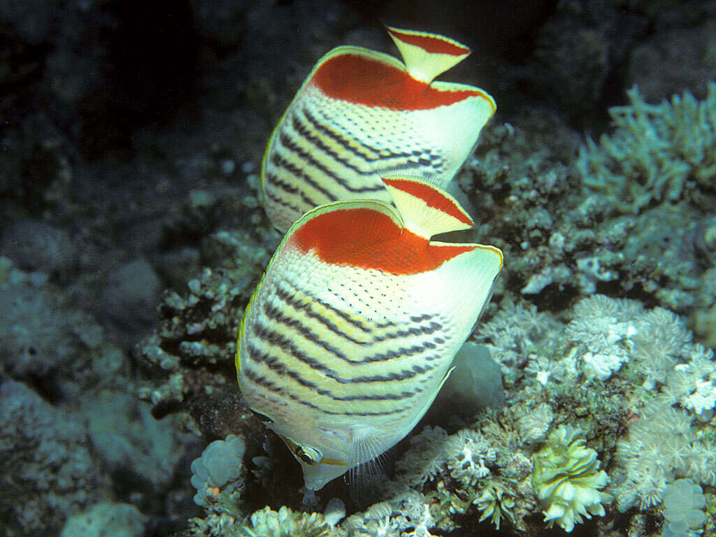 Image of Crown Butterflyfish