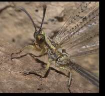 Слика од Brachynemurus abdominalis (Say 1823)