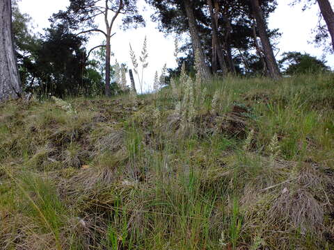 Image of June grass