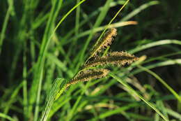 Carex acuta L. resmi