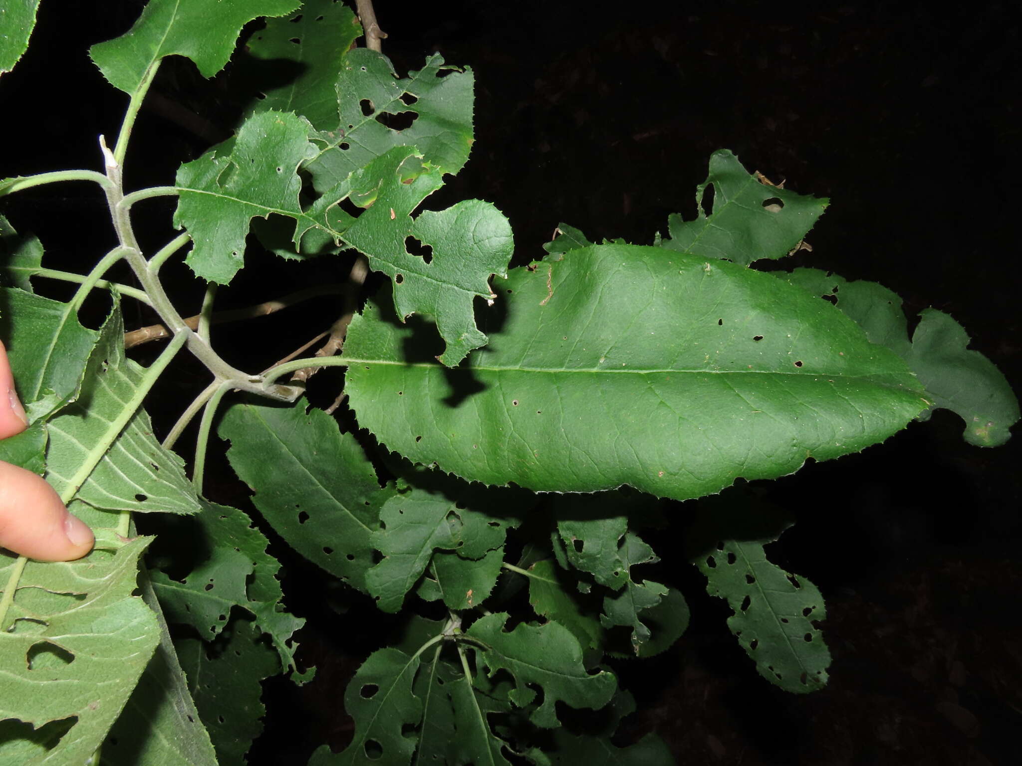 Plancia ëd Acrisione denticulata (Hook. & Arn.) B. Nord.