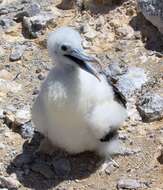 Image of Ascension Frigatebird