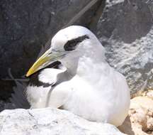 Image of White-tailed Tropicbird