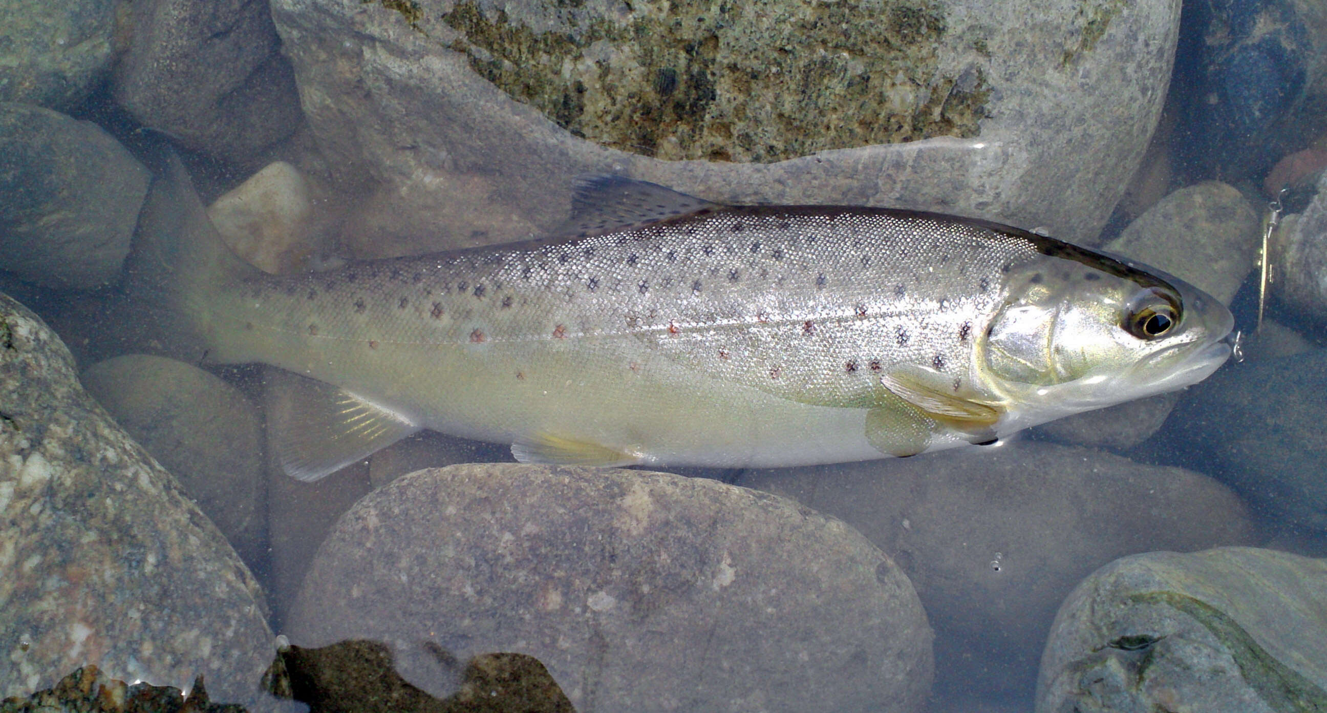 Image of Brown Trout