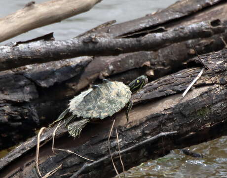 Image of Ringed Map Turtle