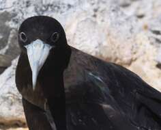 Image of Ascension Frigatebird