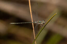 Image of Archiargiolestes pusillus (Tillyard 1908)