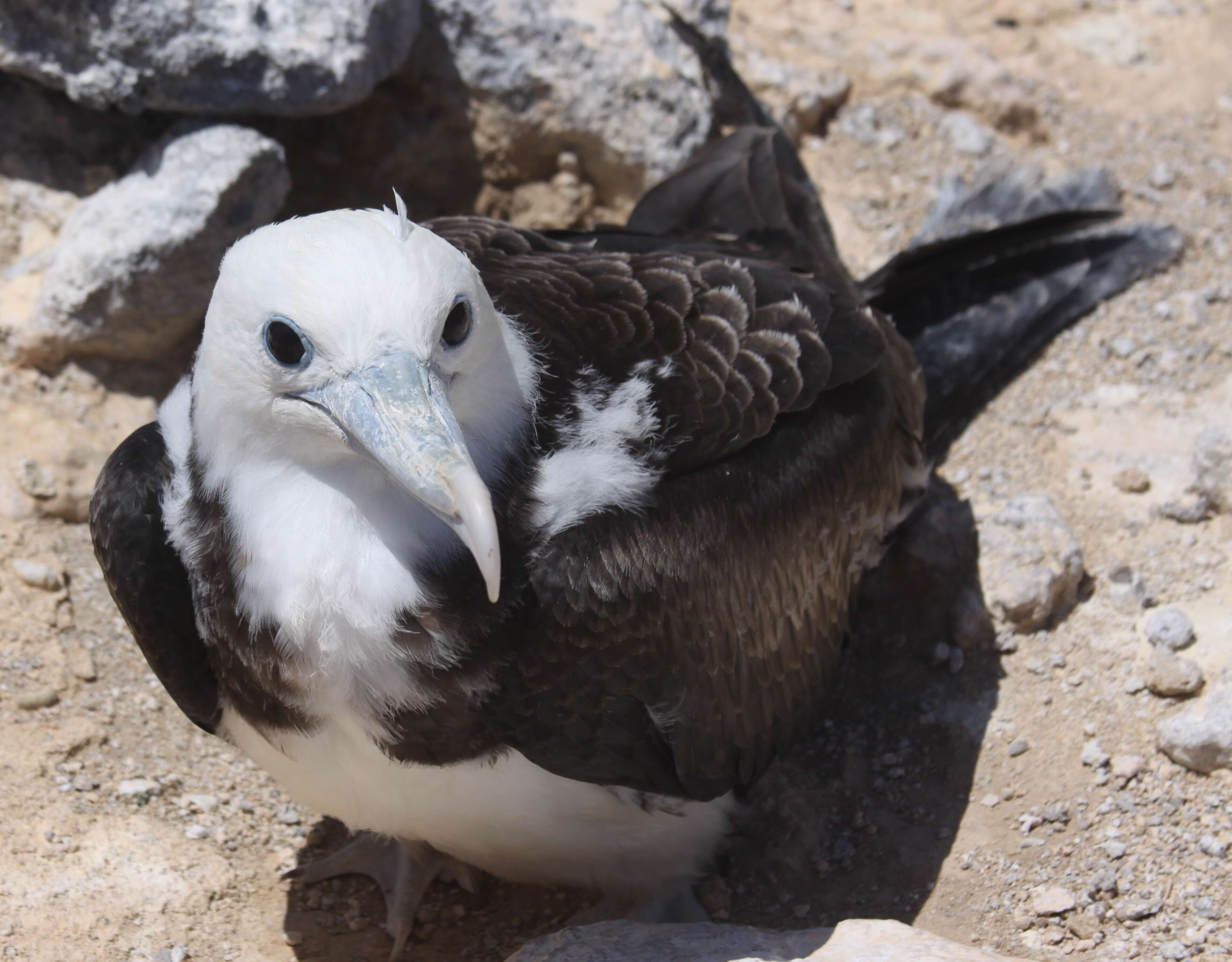 Image of Ascension Frigatebird