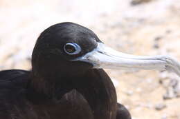 Image of Ascension Frigatebird