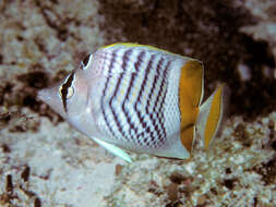 Image of Indian Ocean Chevron Butterflyfish