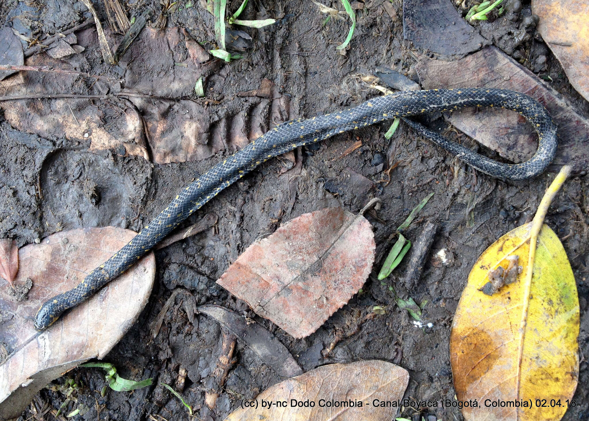 Image of Thickhead Ground Snake