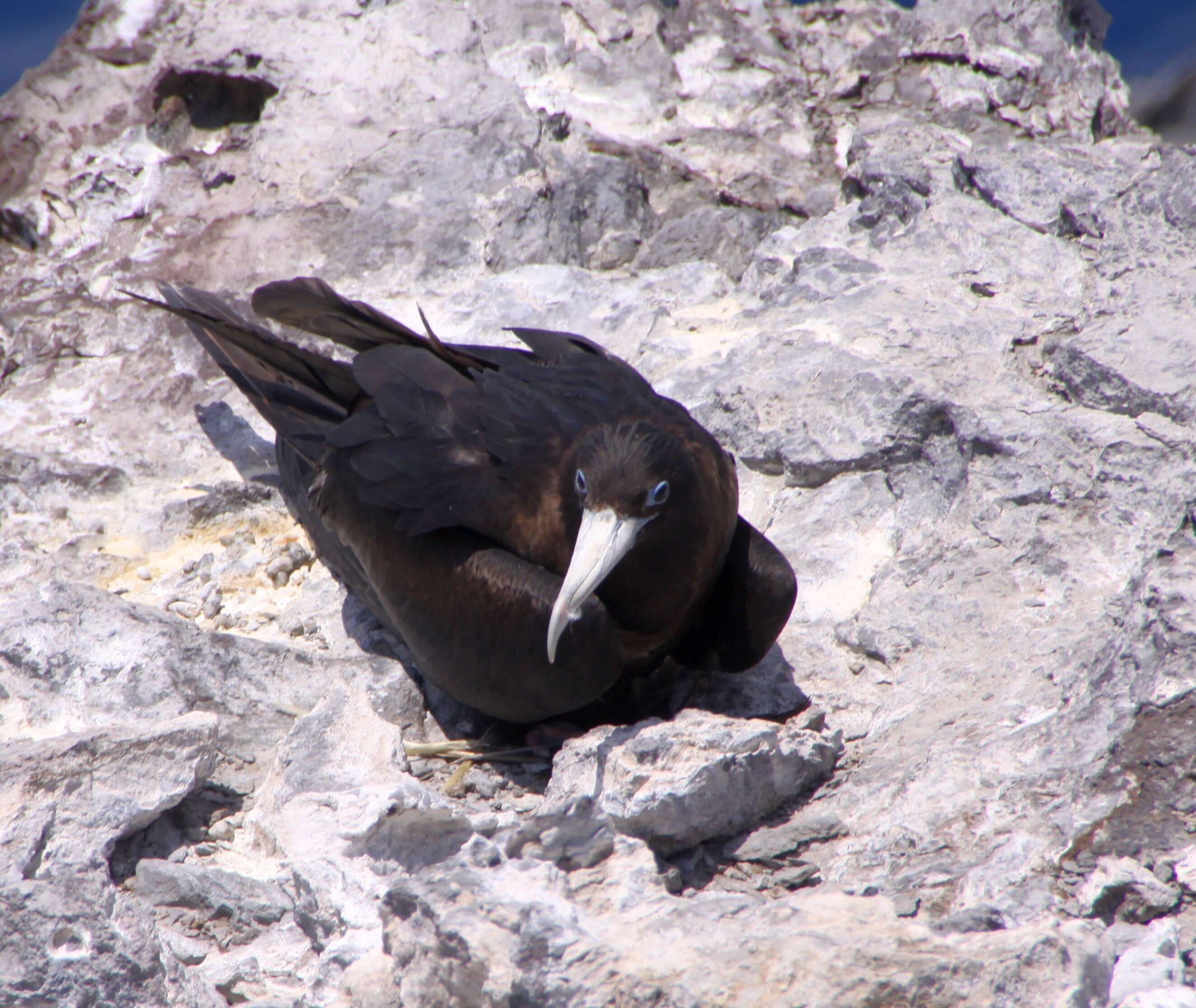 Plancia ëd Fregata aquila (Linnaeus 1758)