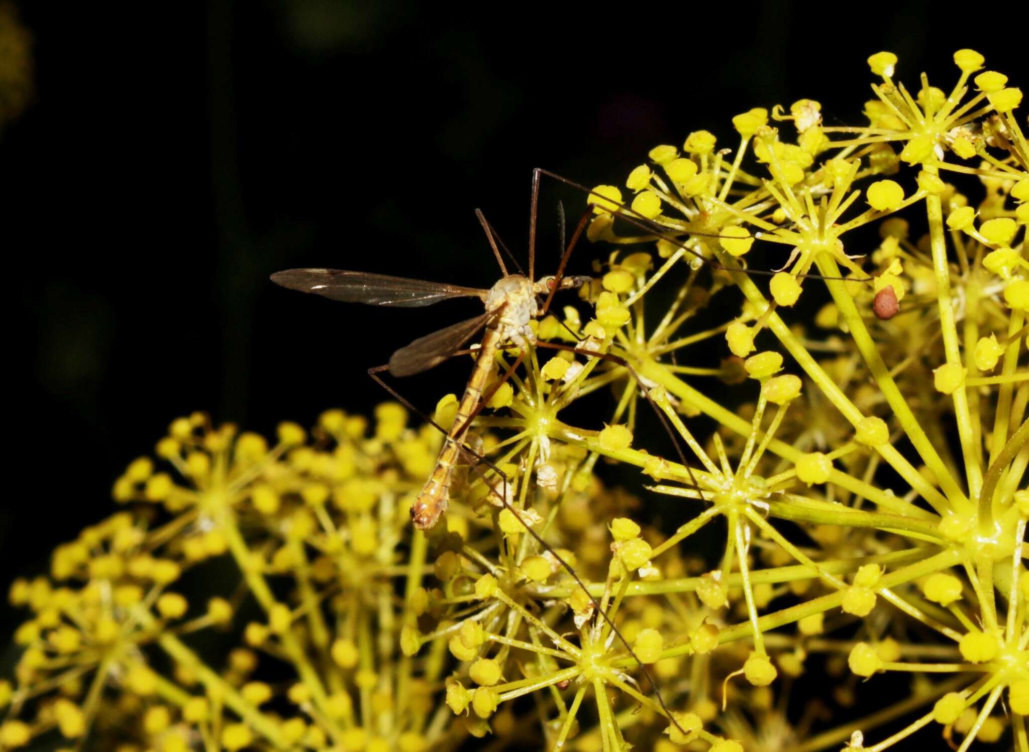 Image of Tipula (Lunatipula) peliostigma Schummel 1833