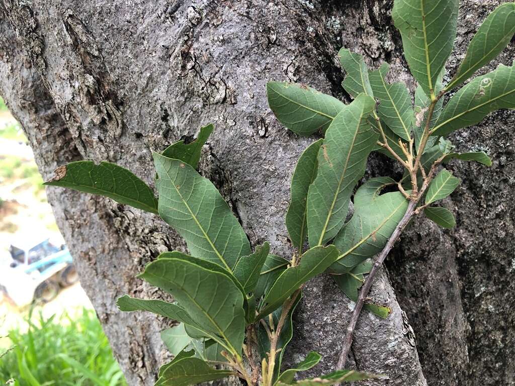 Image of Dinosperma erythrococcum (F. Müll.) T. G. Hartley