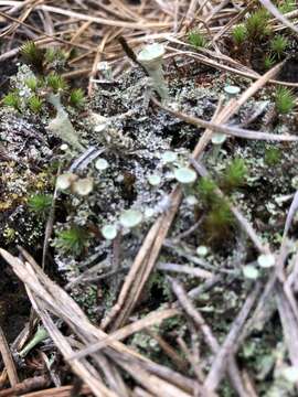 Image of cup lichen