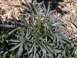 Image of Stinking Hellebore