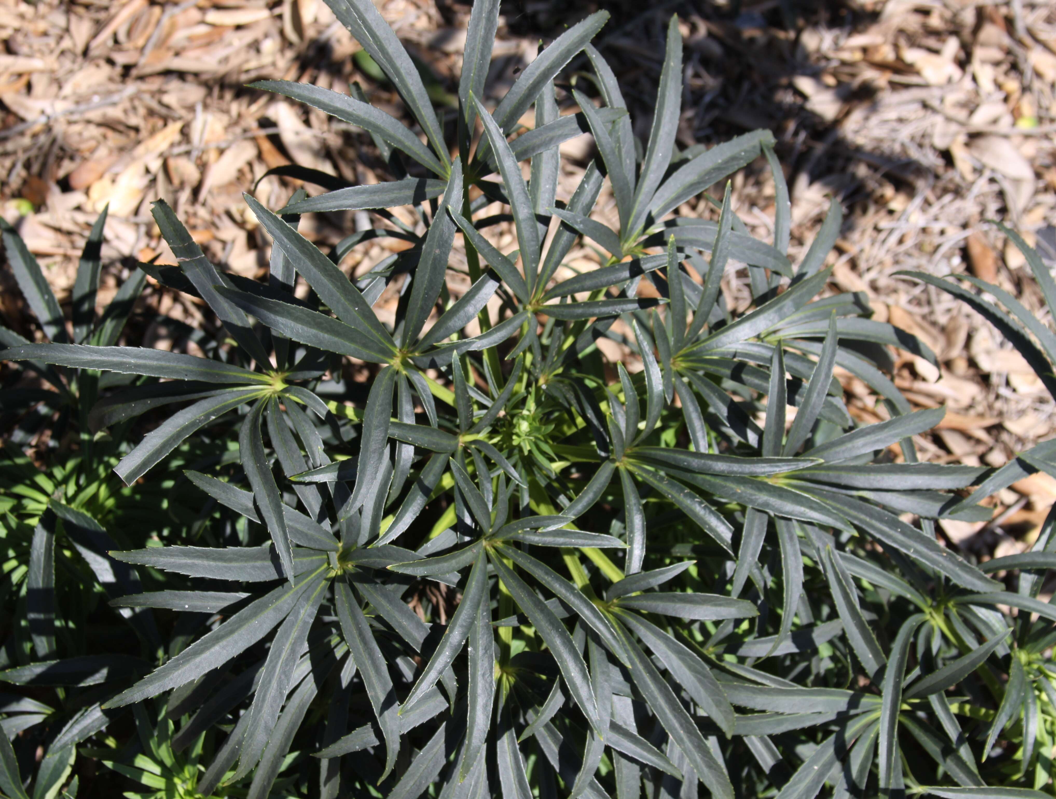 Image of Stinking Hellebore