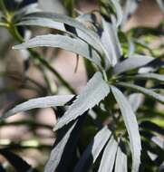 Image of Stinking Hellebore