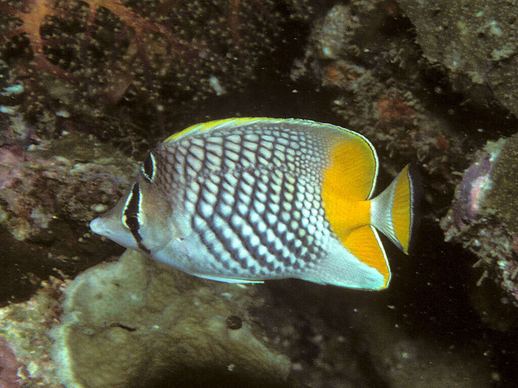 Chaetodon xanthurus Bleeker 1857 resmi