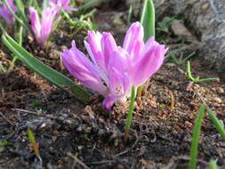 Image of Lachenalia paucifolia (W. F. Barker) J. C. Manning & Goldblatt