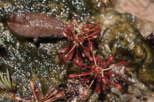 Image of Drosera roraimae (Klotzsch ex Diels) Maguire & Laundon