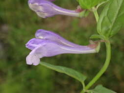 Image of Scutellaria hastifolia L.