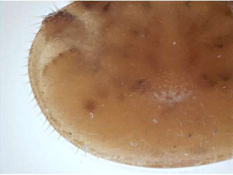 Image of Varroa jacobsoni