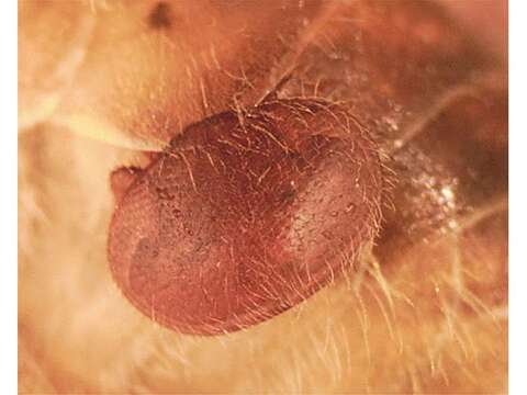 Image de Varroa jacobsoni