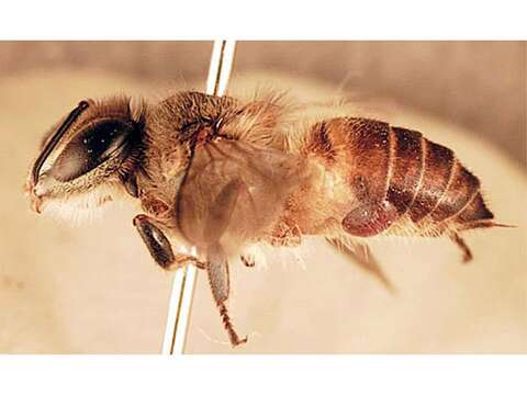 صورة Varroa jacobsoni