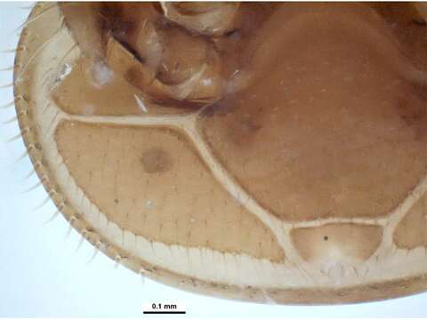 Image of Varroa jacobsoni