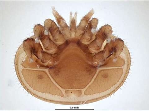 Image de Varroa jacobsoni