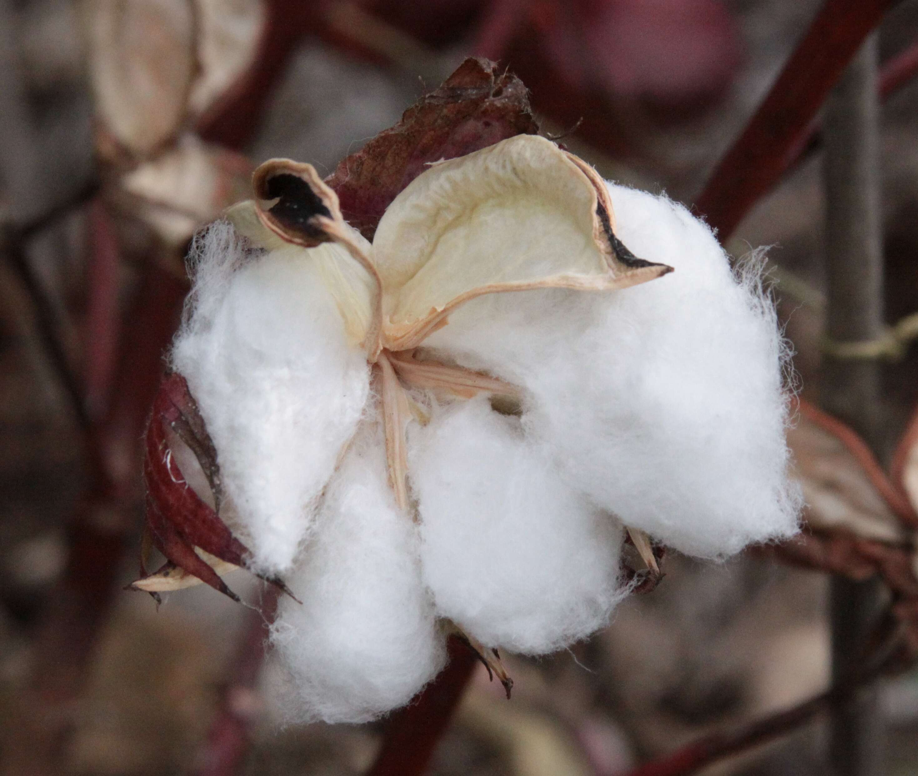 Image of upland cotton